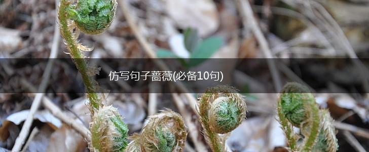 仿写句子蔷薇(必备10句),第1张