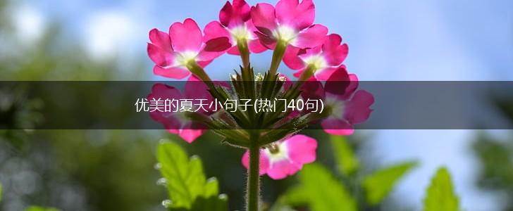 优美的夏天小句子(热门40句),第1张