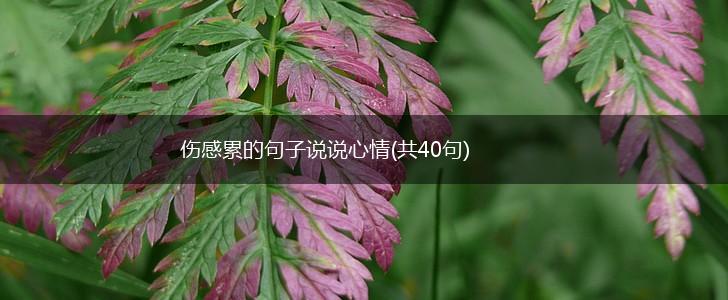 伤感累的句子说说心情(共40句),第1张