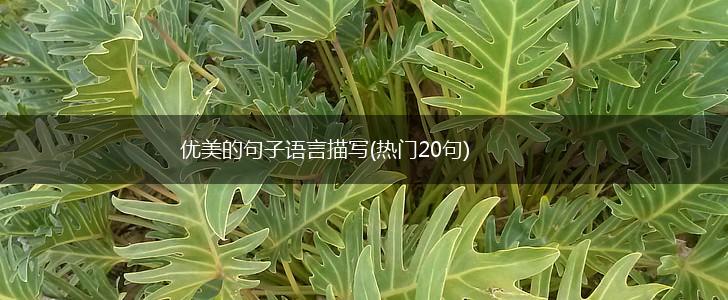 优美的句子语言描写(热门20句),第1张