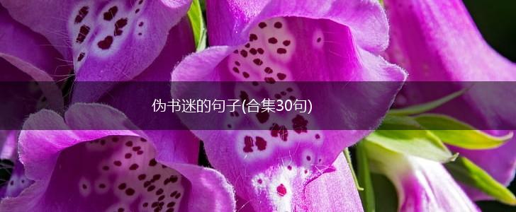 伪书迷的句子(合集30句),第1张