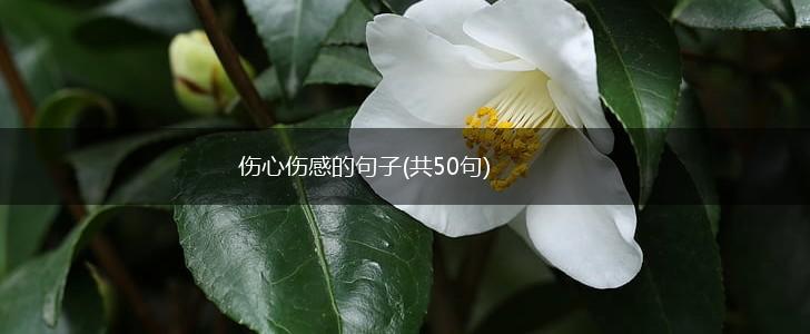 伤心伤感的句子(共50句),第1张