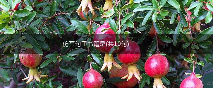 仿写句子书籍是(共10句),第1张
