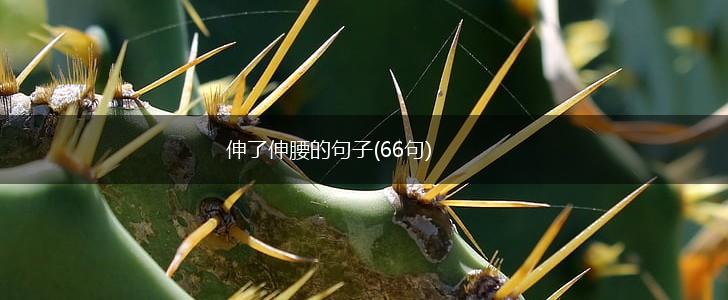 伸了伸腰的句子(66句),第1张