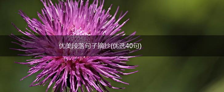 优美段落句子摘抄(优选40句),第1张