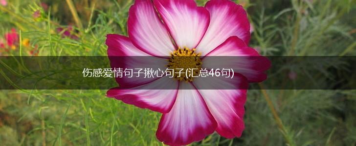 伤感爱情句子揪心句子(汇总46句),第1张