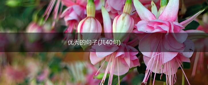 优秀的句子(共40句),第1张