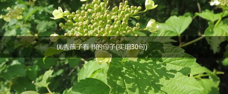 优秀孩子看书的句子(实用30句),第1张