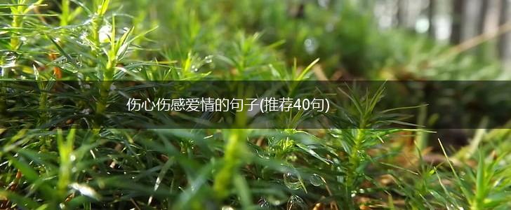 伤心伤感爱情的句子(推荐40句),第1张