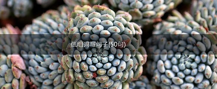 低组词写句子(50句),第1张