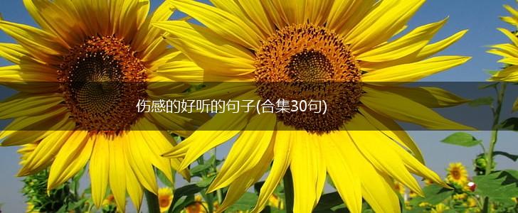 伤感的好听的句子(合集30句),第1张