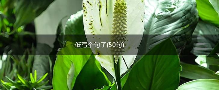 低写个句子(50句),第1张