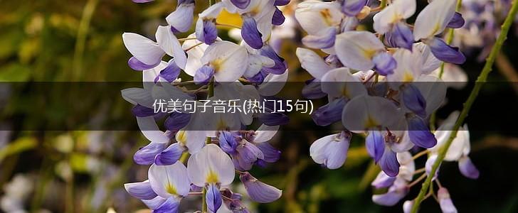 优美句子音乐(热门15句),第1张