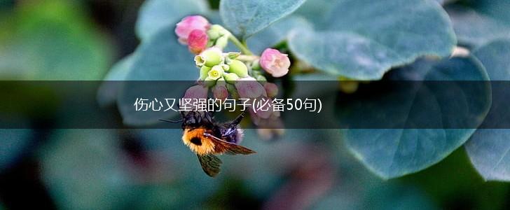 伤心又坚强的句子(必备50句),第1张