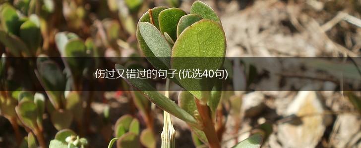 伤过又错过的句子(优选40句),第1张