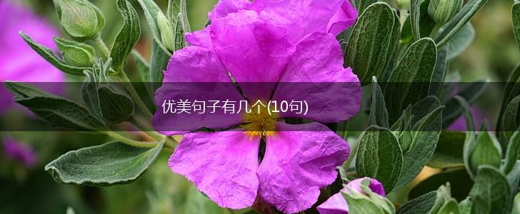 优美句子有几个(10句),第1张