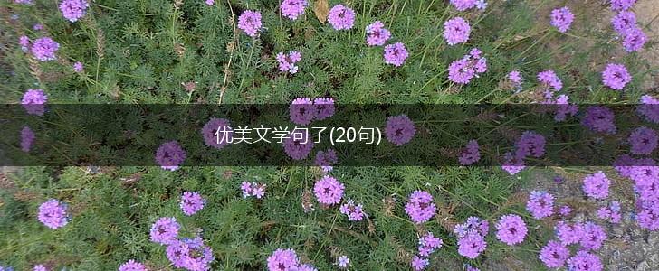 优美文学句子(20句),第1张
