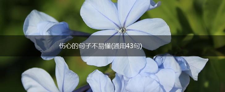 伤心的句子不易懂(通用43句),第1张