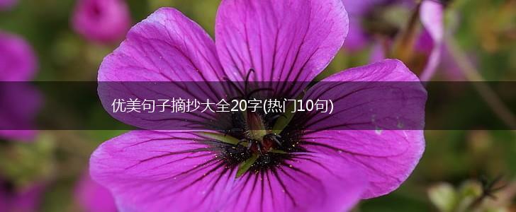 优美句子摘抄大全20字(热门10句),第1张