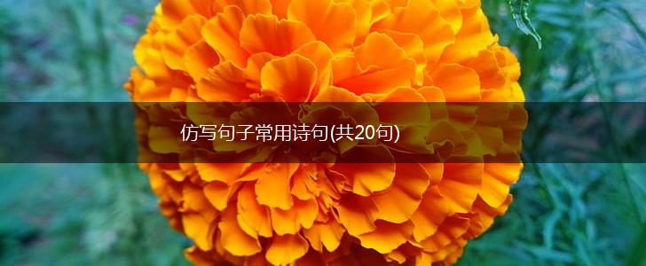 仿写句子常用诗句(共20句),第1张
