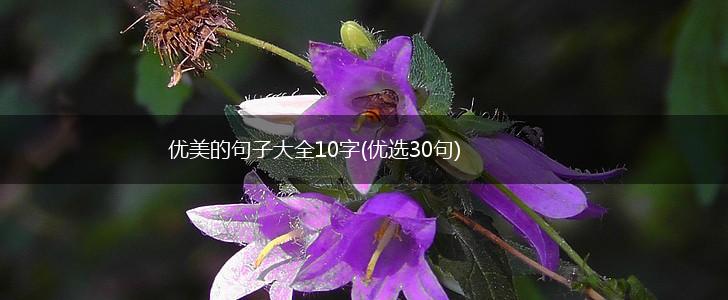 优美的句子大全10字(优选30句),第1张