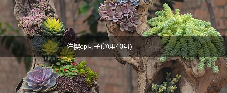 佐樱cp句子(通用40句),第1张