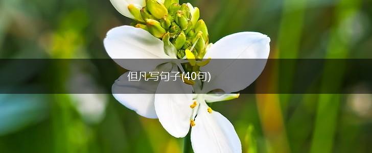 但凡写句子(40句),第1张