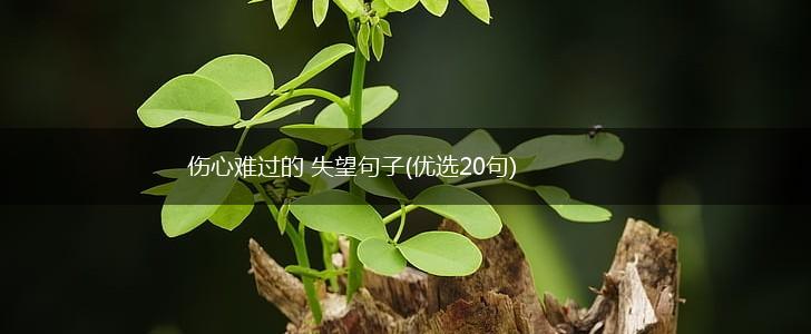 伤心难过的 失望句子(优选20句),第1张
