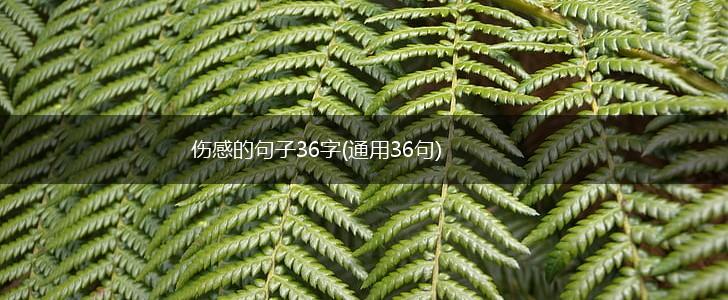 伤感的句子36字(通用36句),第1张
