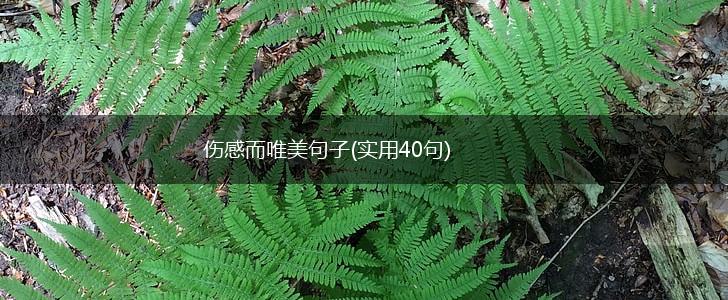 伤感而唯美句子(实用40句),第1张