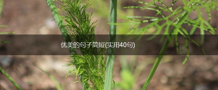 优美的句子简短(实用40句),第1张
