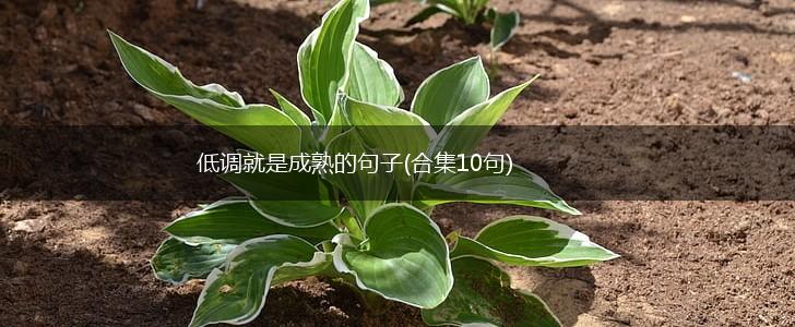 低调就是成熟的句子(合集10句),第1张
