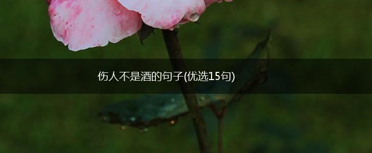 伤人不是酒的句子(优选15句),第1张