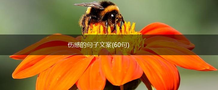伤感的句子文案(60句),第1张