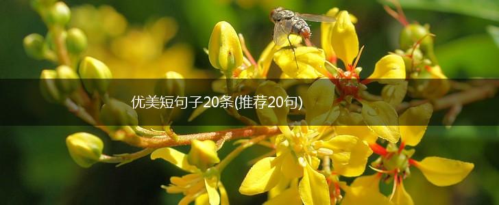 优美短句子20条(推荐20句),第1张