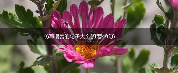 仿写语言的句子大全(推荐40句),第1张