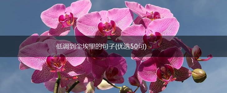 低调到尘埃里的句子(优选50句),第1张