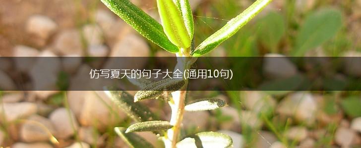 仿写夏天的句子大全(通用10句),第1张