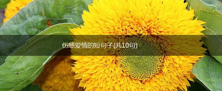 伤感爱情的短句子(共10句),第1张