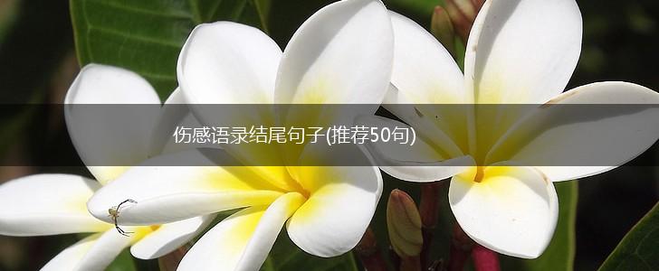 伤感语录结尾句子(推荐50句),第1张