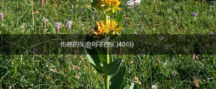 伤感的失恋句子(热门40句),第1张
