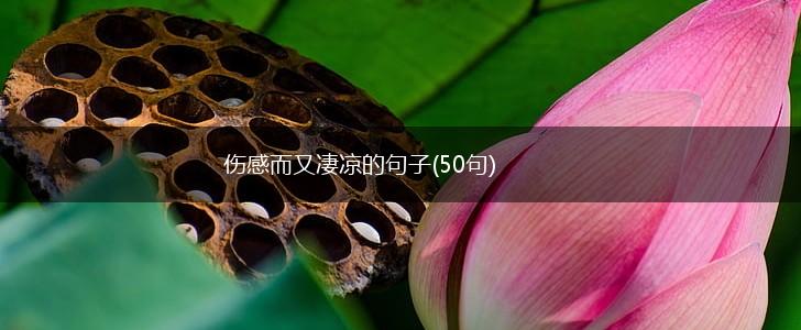 伤感而又凄凉的句子(50句),第1张