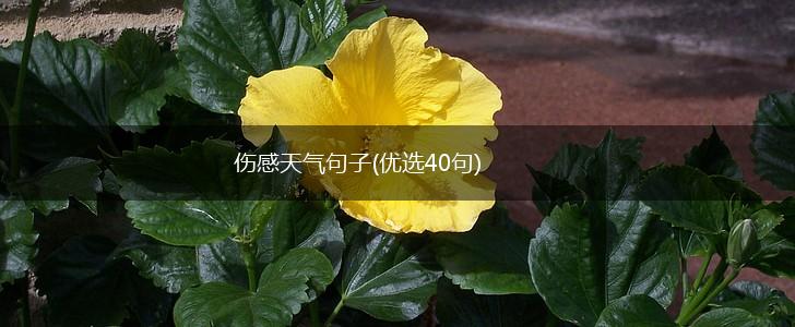 伤感天气句子(优选40句),第1张