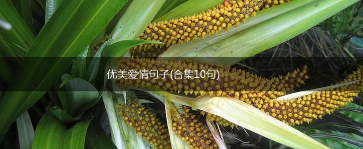 优美爱情句子(合集10句),第1张