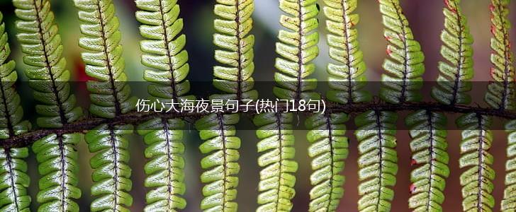 伤心大海夜景句子(热门18句),第1张