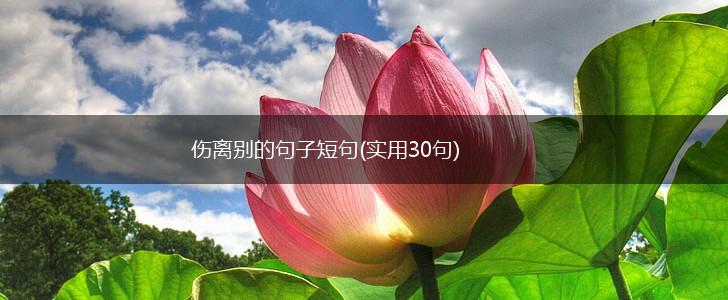 伤离别的句子短句(实用30句),第1张