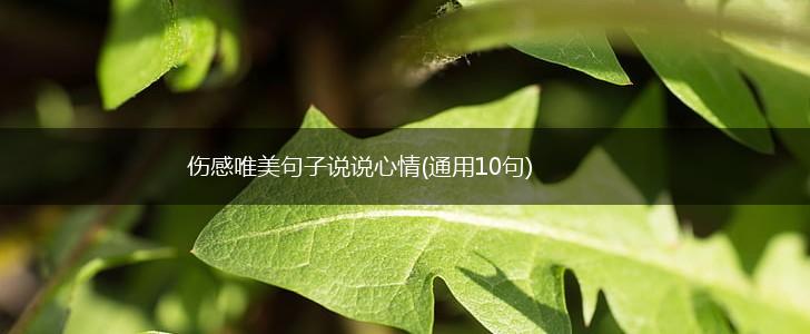 伤感唯美句子说说心情(通用10句),第1张