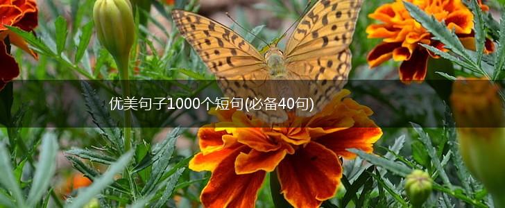 优美句子1000个短句(必备40句),第1张