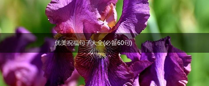 优美祝福句子大全(必备60句),第1张