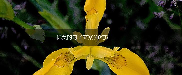 优美的句子文案(40句),第1张